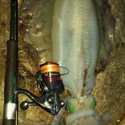 白浜にてエギング、深夜から入って朝マズメに春イカ1800gゲット！