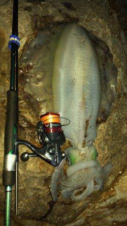 白浜にてエギング、深夜から入って朝マズメに春イカ1800gゲット！