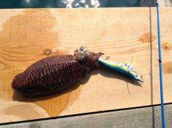 筏でアオリ狙いのエギング、波と風で苦戦しましたがコウイカの釣果