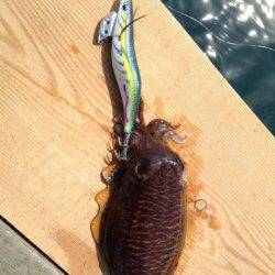 筏でアオリ狙いのエギング、波と風で苦戦しましたがコウイカの釣果