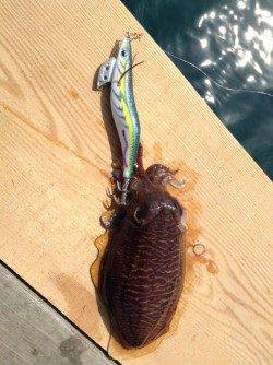 筏でアオリ狙いのエギング、波と風で苦戦しましたがコウイカの釣果