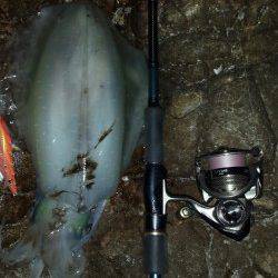 白浜周辺エギング、夕マズメ勝負でアオリイカヒット