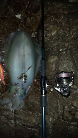 白浜周辺エギング、夕マズメ勝負でアオリイカ…