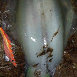 白浜周辺エギング、夕マズメ勝負でアオリイカヒット