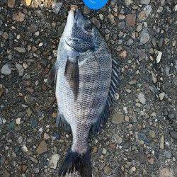 汐見埠頭　テトラでのフカセ釣りでチヌヒット