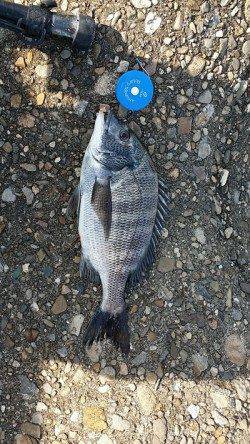 汐見埠頭　テトラでのフカセ釣りでチヌヒット