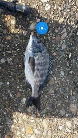 汐見埠頭　テトラでのフカセ釣りでチヌヒット…