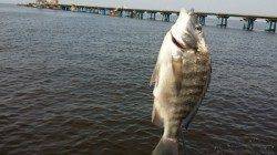 汐見埠頭　テトラでのフカセ釣りでチヌヒット