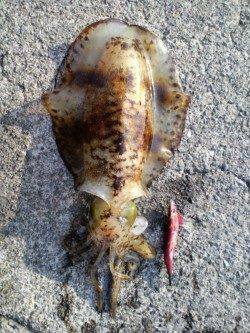 夕日港にて墨族カンパリレッドでキロアップのアオリイカゲット