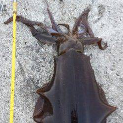 南部　ボトムステイのエギングでアオリイカがヒット☆