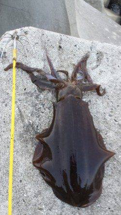 南部　ボトムステイのエギングでアオリイカがヒット☆