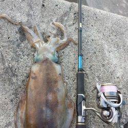 南部　ボトムステイのエギングでアオリイカがヒット☆