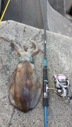 南部　ボトムステイのエギングでアオリイカがヒット☆