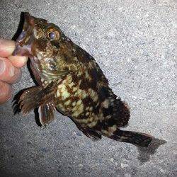 淀川河口チヌポイントは爆風で釣りにならずガシラ・タケノコメバル