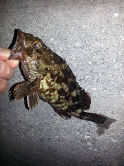 淀川河口チヌポイントは爆風で釣りにならずガ…