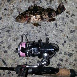 淀川河口チヌポイントは爆風で釣りにならずガシラ・タケノコメバル