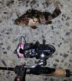 淀川河口チヌポイントは爆風で釣りにならずガシラ・タケノコメバル