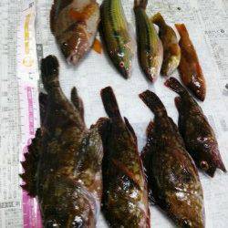 平磯海づり公園、投げ釣りの入れ食いを楽しめ…
