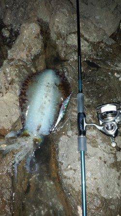 白浜エリアでエギング、薄暗くなるタイミングでゲット