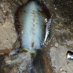 白浜エリアでエギング、薄暗くなるタイミングでゲット