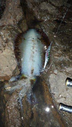 白浜エリアでエギング、薄暗くなるタイミングでゲット