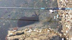 白浜周辺エギングでアオリイカ、朝マズメ5時半頃ヒット