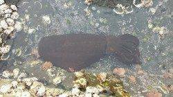 白浜周辺エギングでアオリイカ、朝マズメ5時半頃ヒット