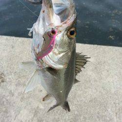 尼崎周辺デイゲーム、連続キャッチでシーバスたちのおもてなし♪