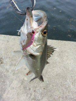 尼崎周辺デイゲーム、連続キャッチでシーバスたちのおもてなし♪