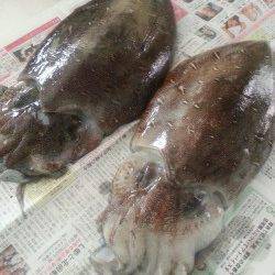 大潮なので若狭のイカ調査〜藻場でコウイカ1.3kg、朝方1.2kgを追加