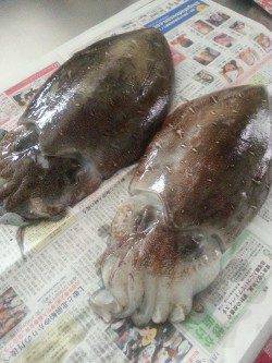 大潮なので若狭のイカ調査〜藻場でコウイカ1.3kg、朝方1.2kgを追加