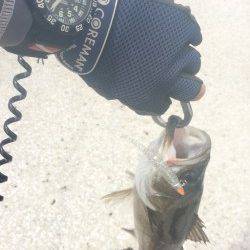 尼崎周辺デイゲーム、連続キャッチでシーバスたちのおもてなし♪