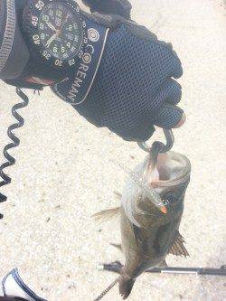 尼崎周辺デイゲーム、連続キャッチでシーバスたちのおもてなし♪