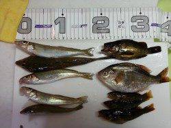 朝平磯でかご天秤、昼から須磨のサーフで投げ釣り〜五種目達成！