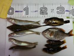 朝平磯でかご天秤、昼から須磨のサーフで投げ…