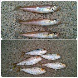 津居山漁港で投げ釣り〜キスとコノシロの釣果でした