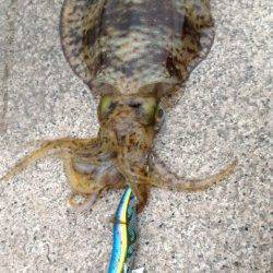 小浜エリアのアオリイカ、防波堤エギングでも釣れる時期がきました♪