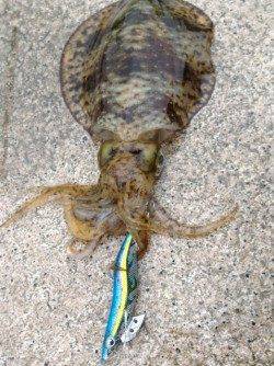 小浜エリアのアオリイカ、防波堤エギングでも釣れる時期がきました♪