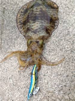 小浜エリアのアオリイカ、防波堤エギングでも…