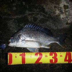 雨上がり 大潮 ということで舞洲にチニング釣行、大変楽しめました(^-^)v