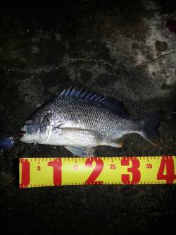 雨上がり 大潮 ということで舞洲にチニング…