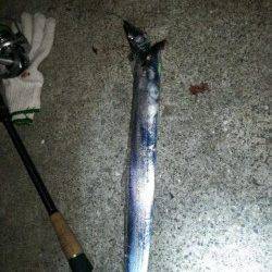 洲本で太刀魚狙い、シーズンインはもうそろそろかな～