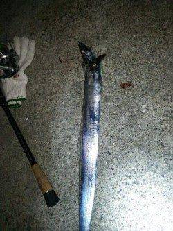 洲本で太刀魚狙い、シーズンインはもうそろそろかな～