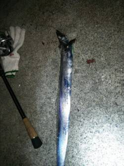 洲本で太刀魚狙い、シーズンインはもうそろそ…