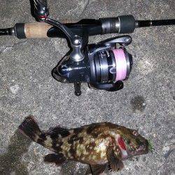 舞洲でのチニング、元気のいいキビレが釣れてくれました！