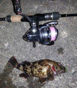 舞洲でのチニング、元気のいいキビレが釣れてくれました！