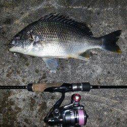 舞洲でのチニング、元気のいいキビレが釣れてくれました！