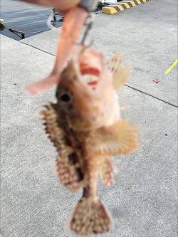 淡路島・由良をライトゲームで釣り回ってガシ…