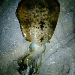 久美浜エギング釣行　風もなく釣りやすい気候でした