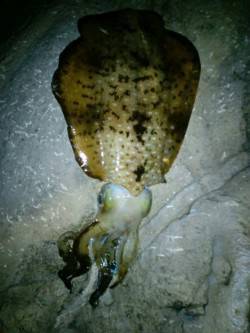 久美浜エギング釣行　風もなく釣りやすい気候…